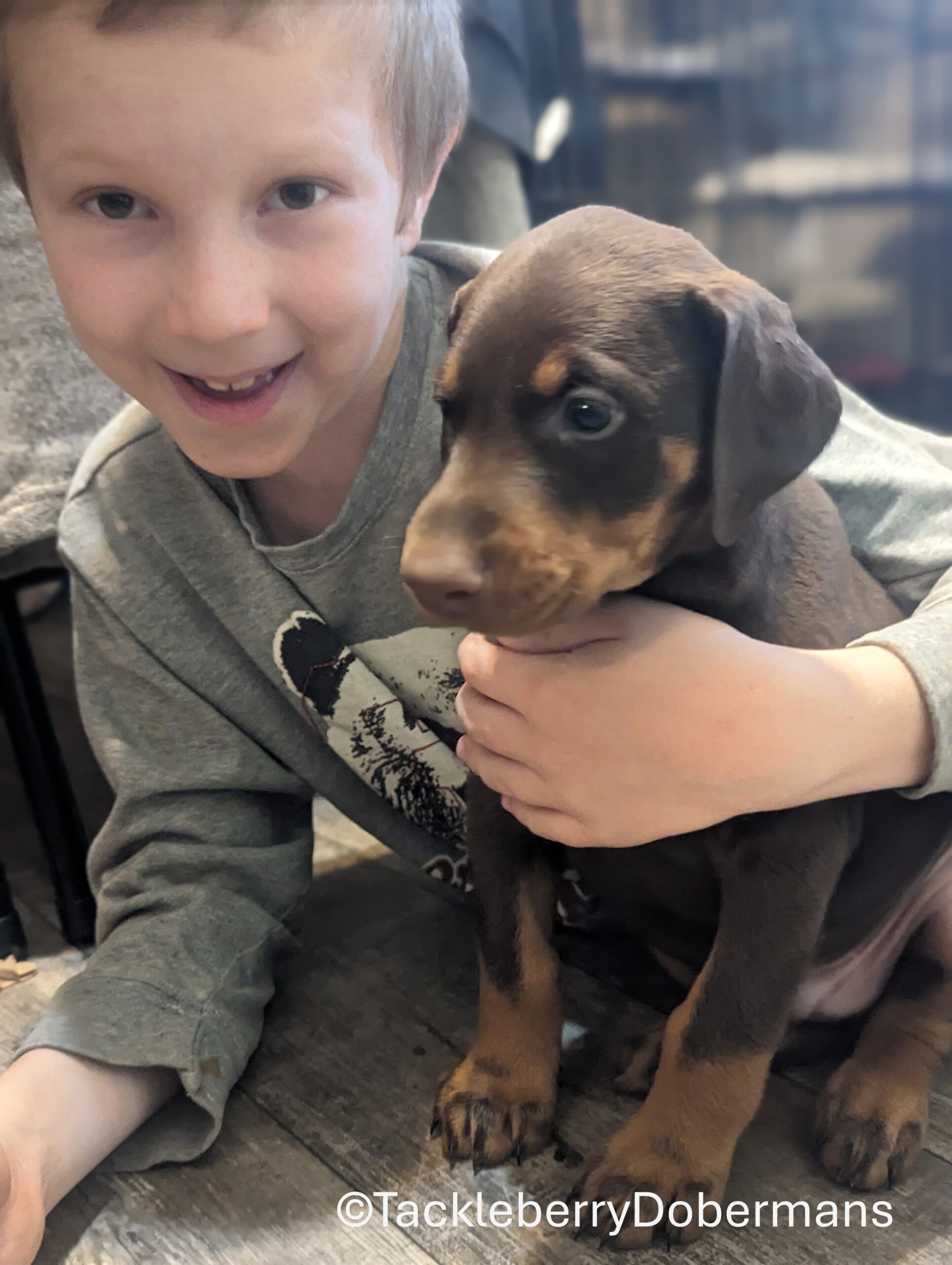 red-male-2026-litter-5-weeks-European-Doberman-Puppies-for-Sale-1