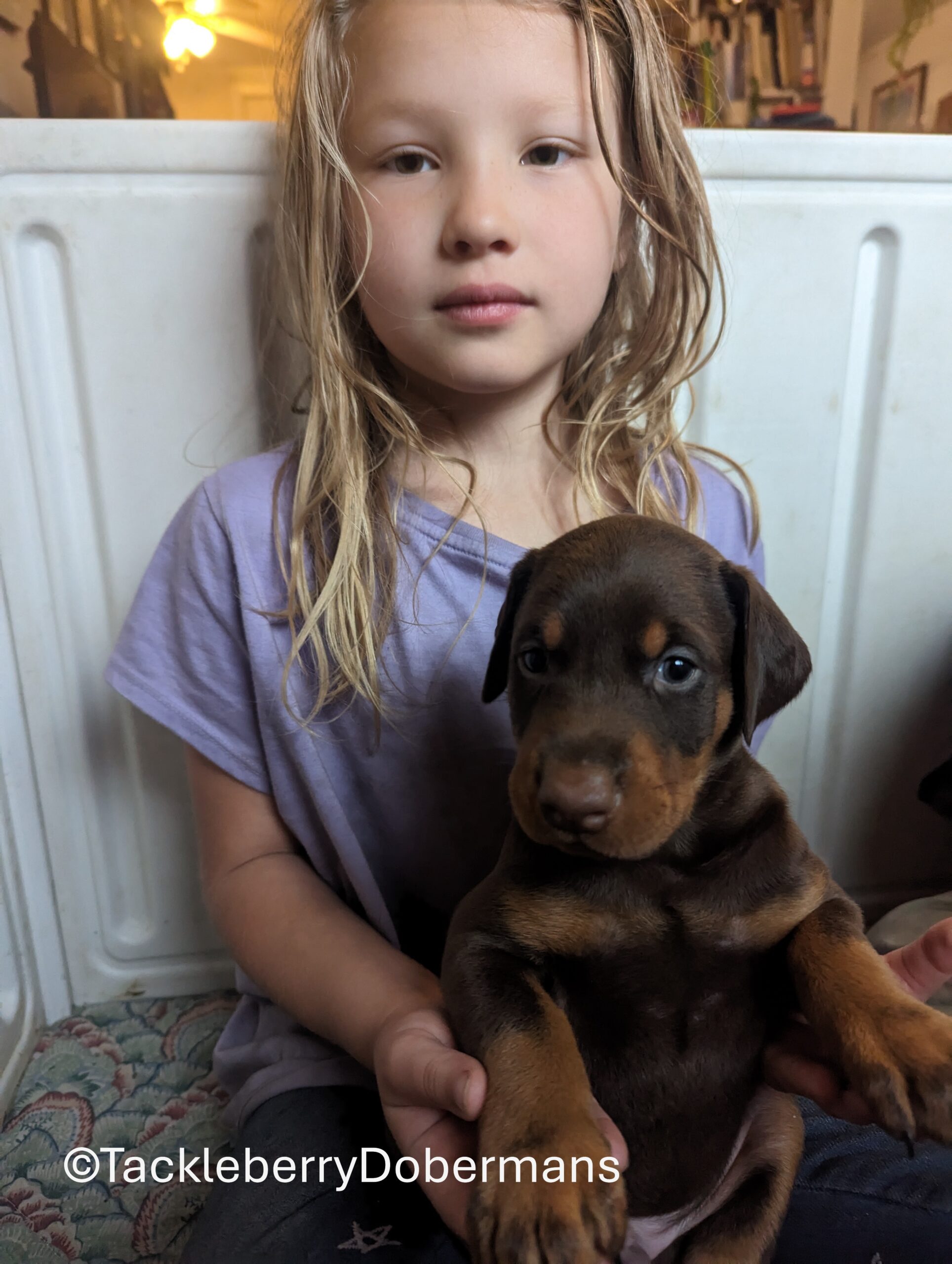 red-male-2026-litter-5-weeks-European-Doberman-Puppies-for-Sale