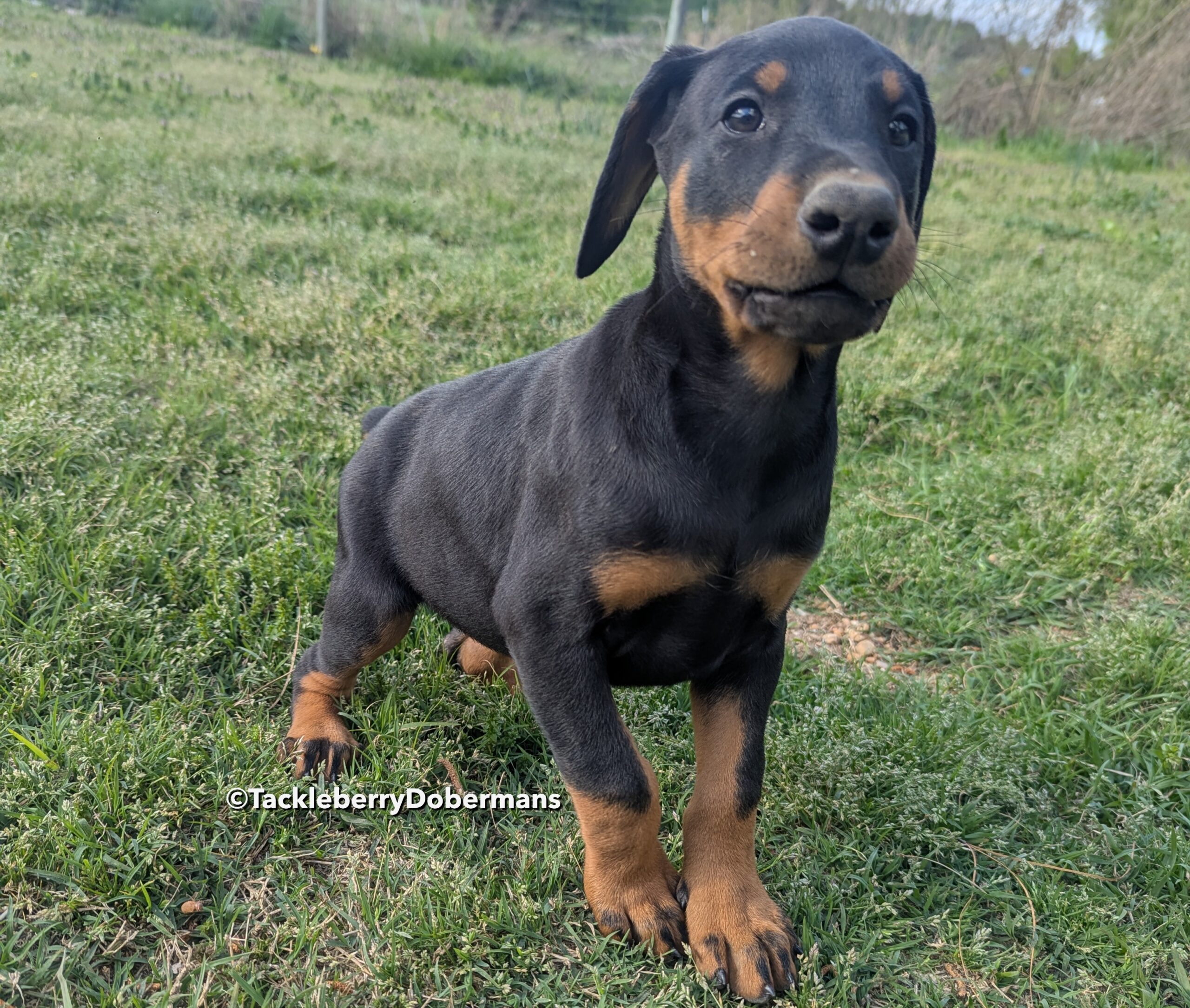 Caesar-European Doberman Guard Dog Puppy Bloodline-1