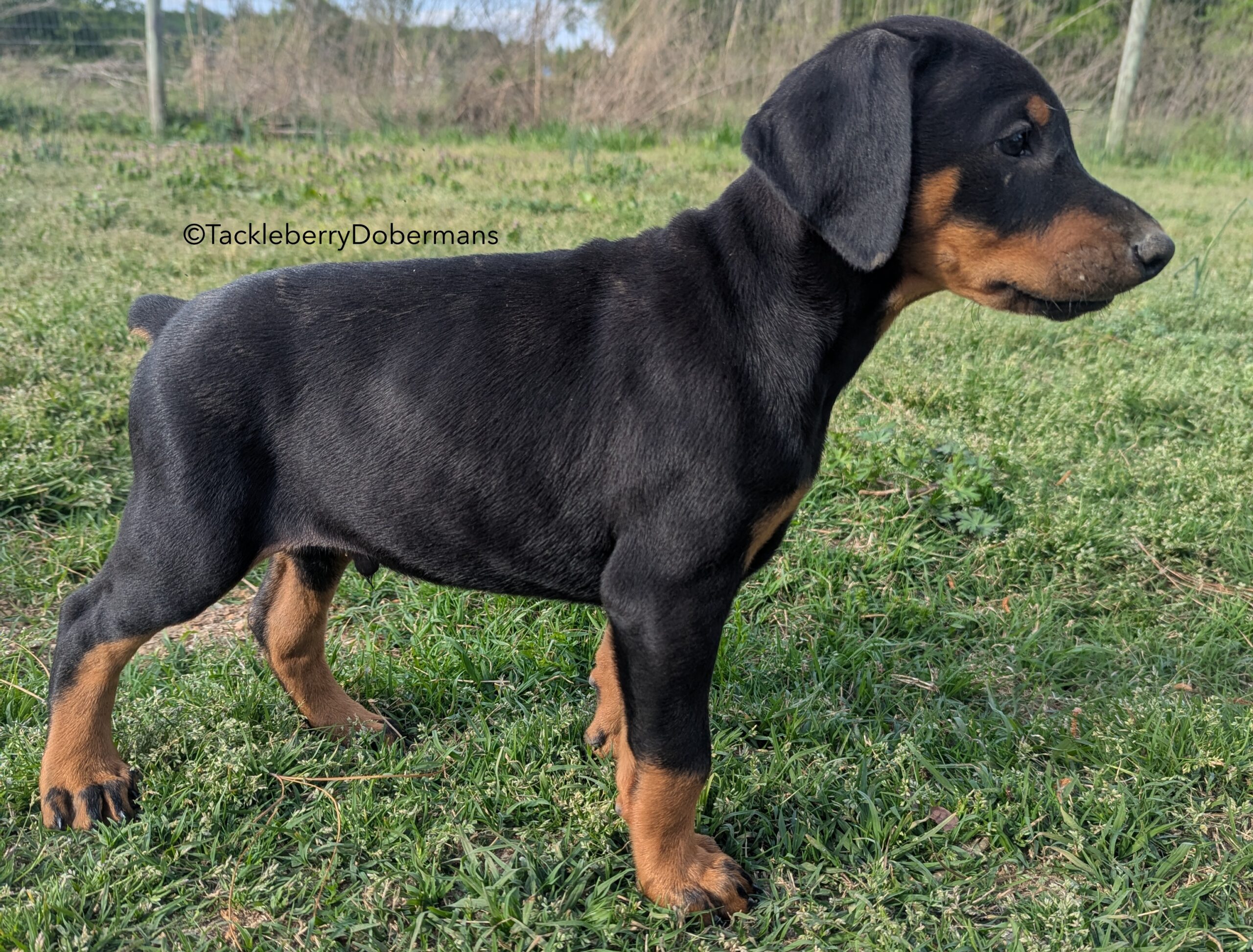 Caesar-European Doberman Guard Dog Puppy Bloodline-2