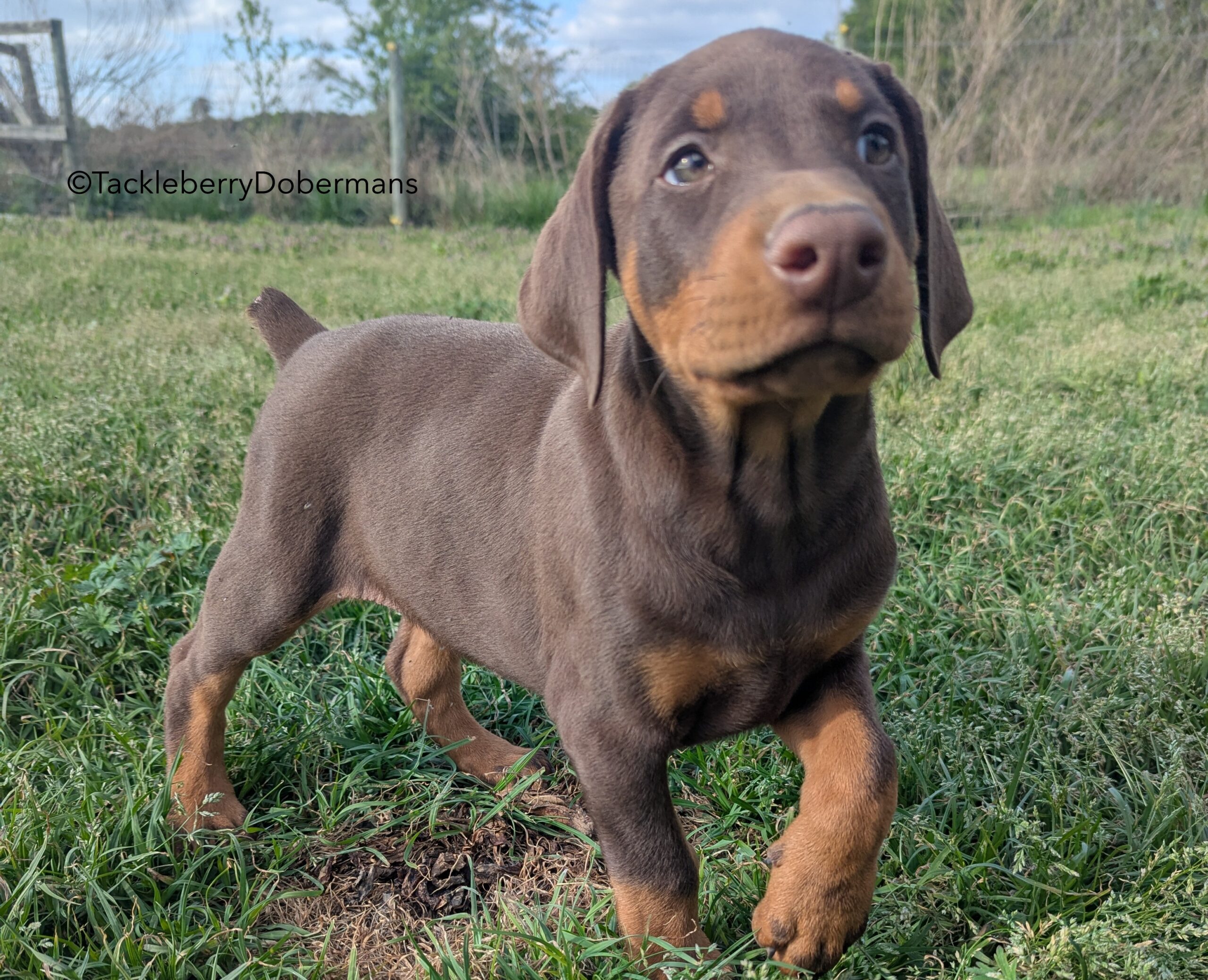 The Crimson Sentinel — Large Red Doberman Companion Prospect