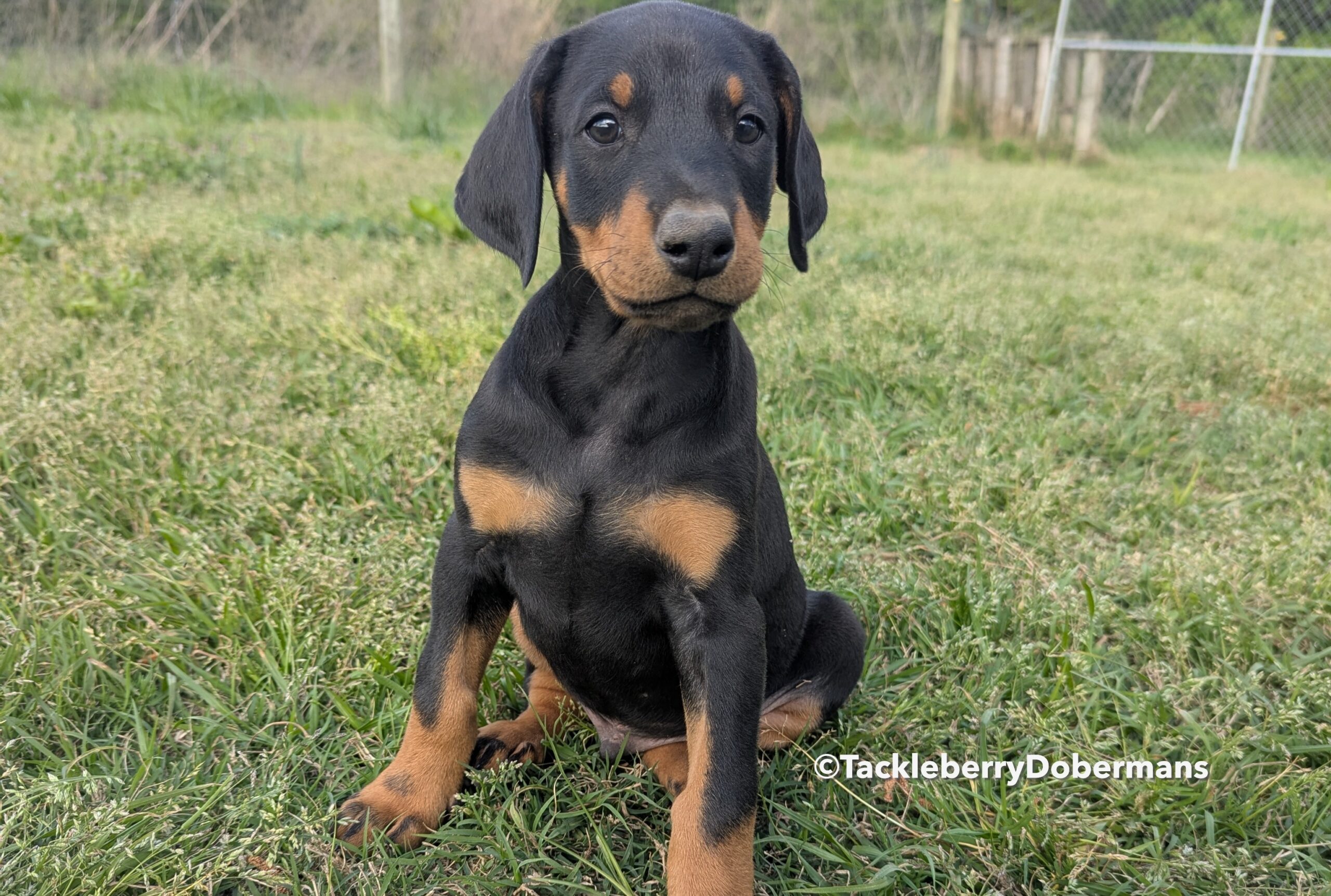 black-male-Calm Doberman Puppy for Sale – Companion Class Male-1