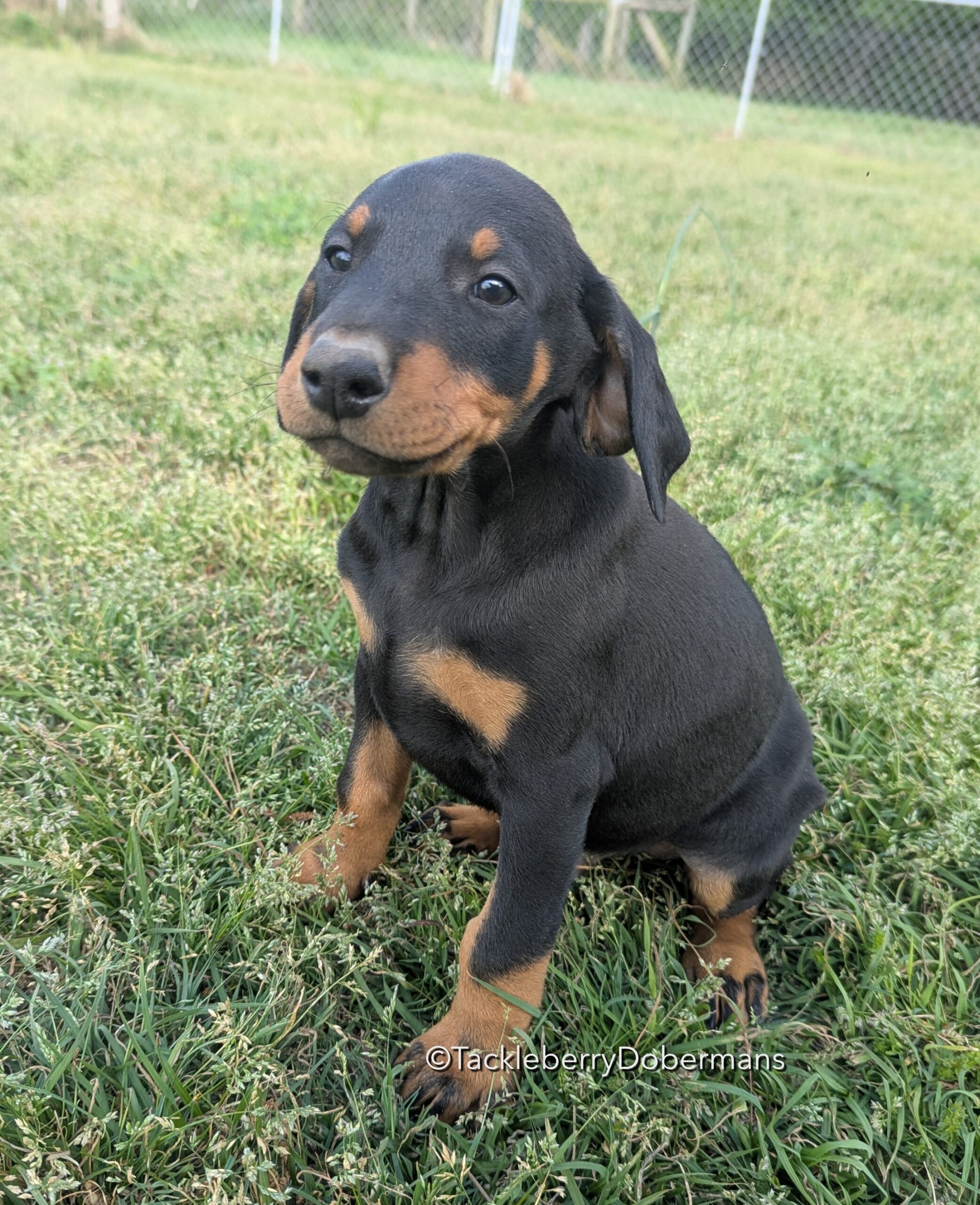 black-male-Calm Doberman Puppy for Sale – Companion Class Male-2