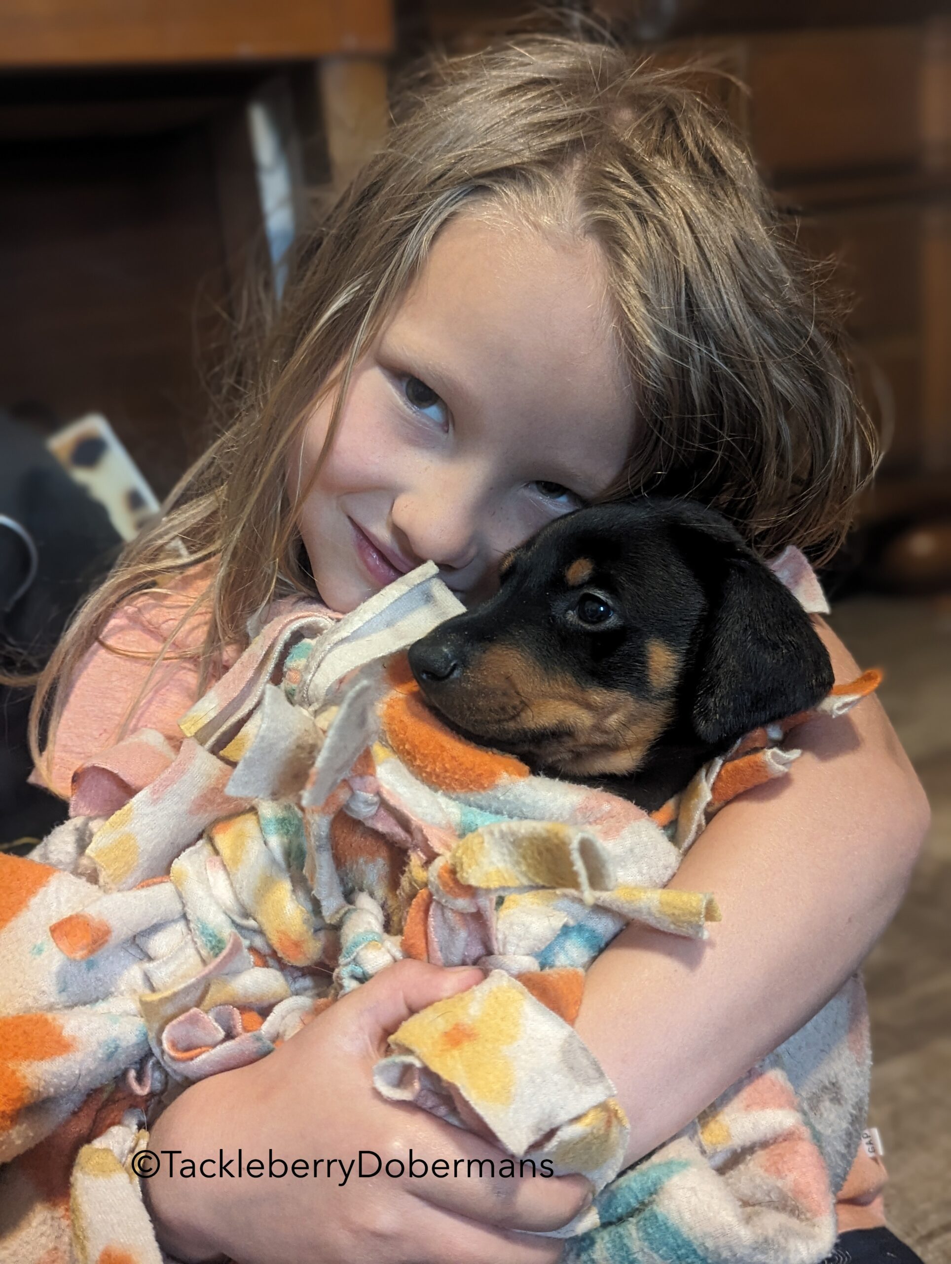 black-male-Calm Doberman Puppy for Sale – Companion Class Male