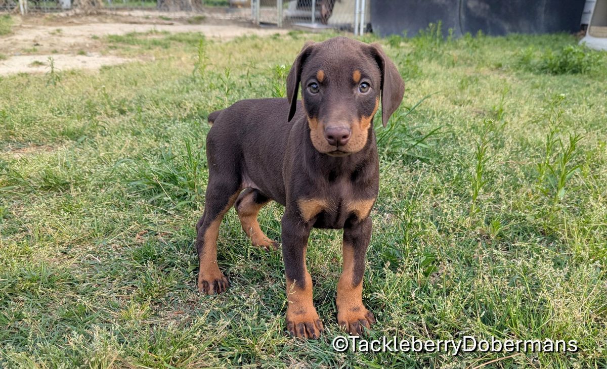 red-female-doberman-puppy-for-sale-1
