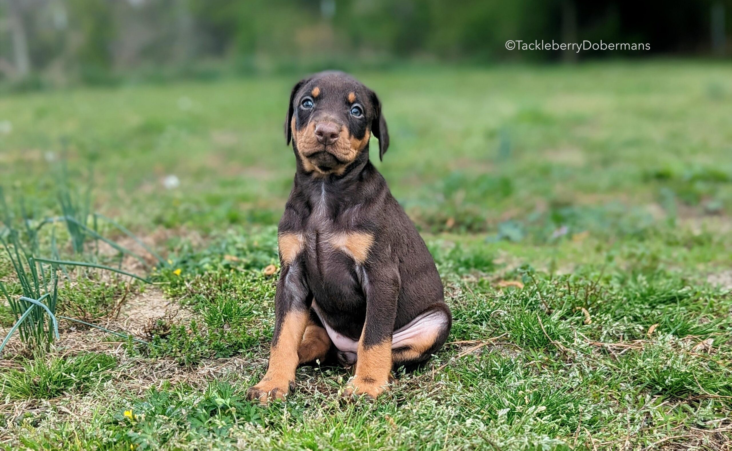 red-female-doberman-puppy-for-sale