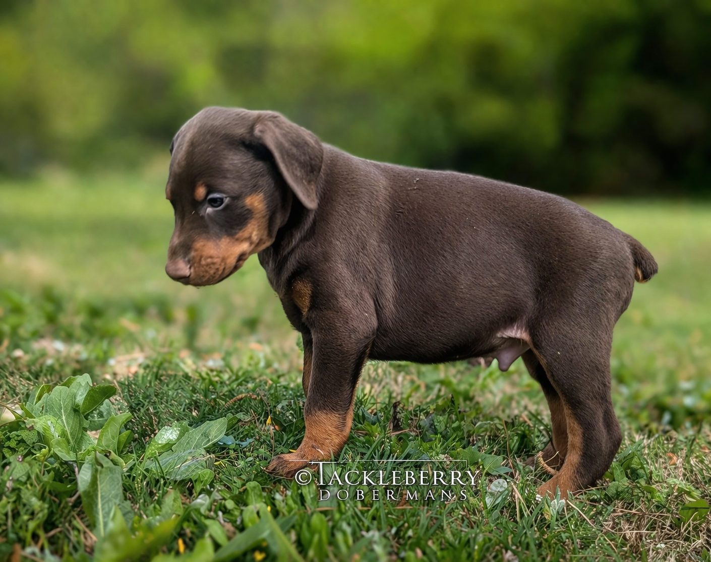 red-male-2026-litter-5-weeks-European-Doberman-Puppies-for-Sale-2