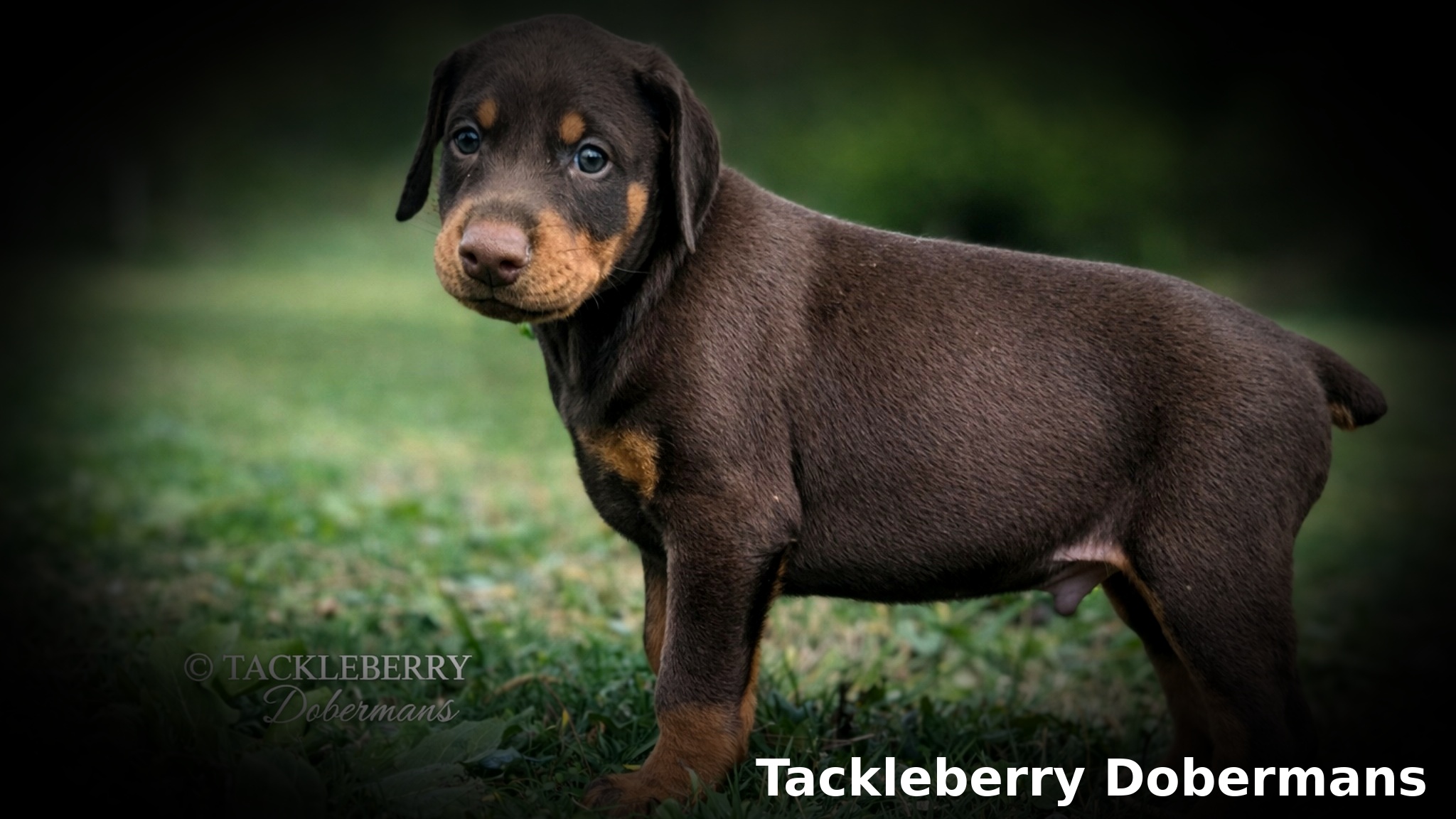 red-male-2026-litter-5-weeks-featured-image