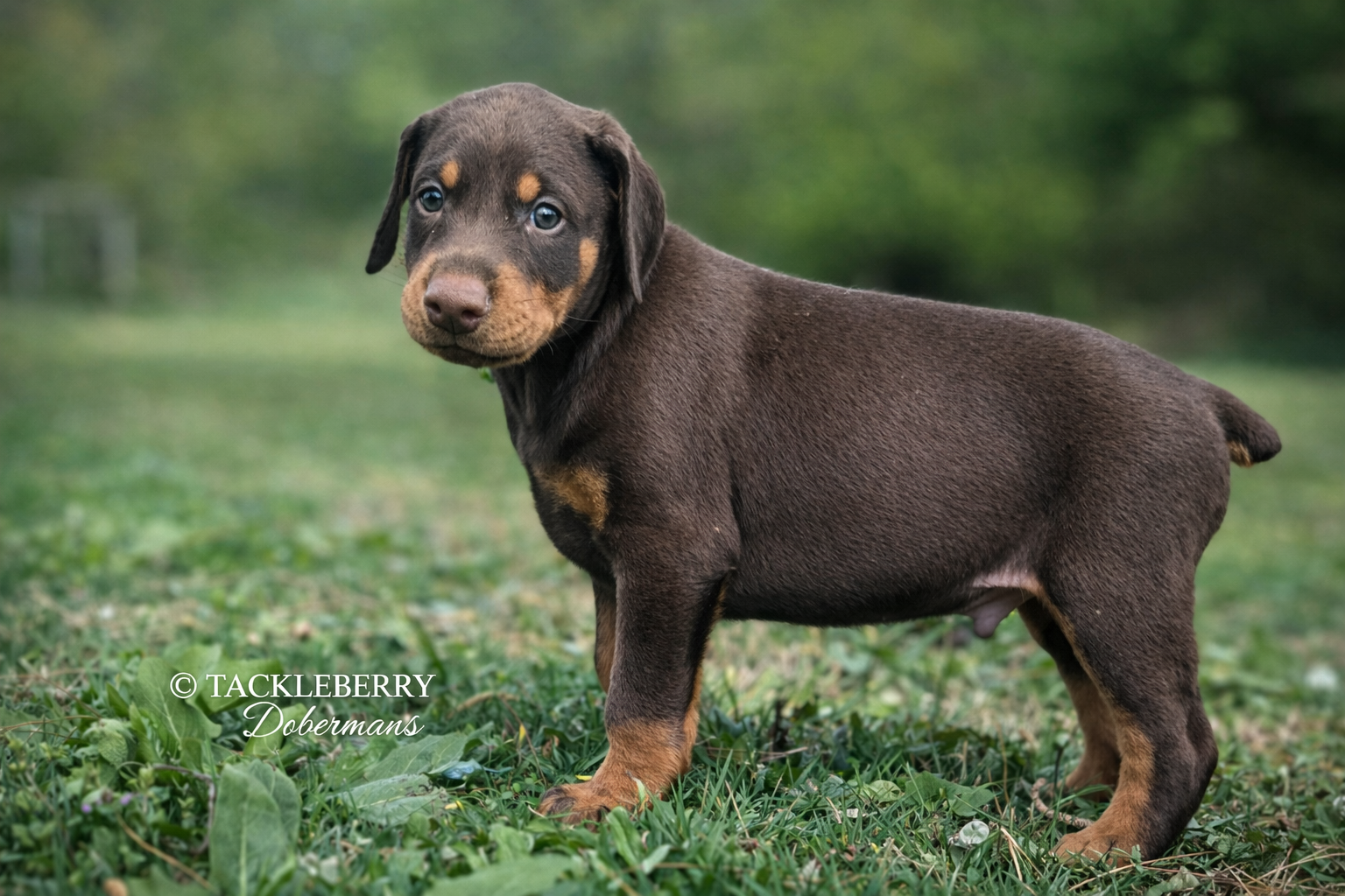 red-male-2026-litter-5-weeks