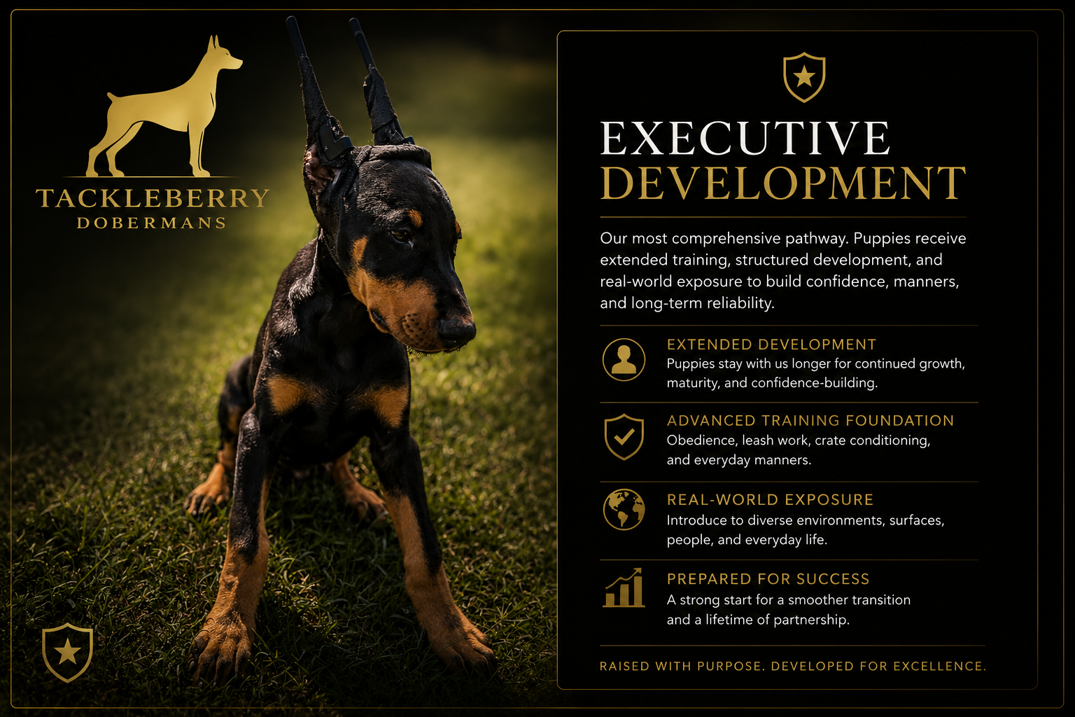 Executive-Development-tackleberry-doberman-puppies