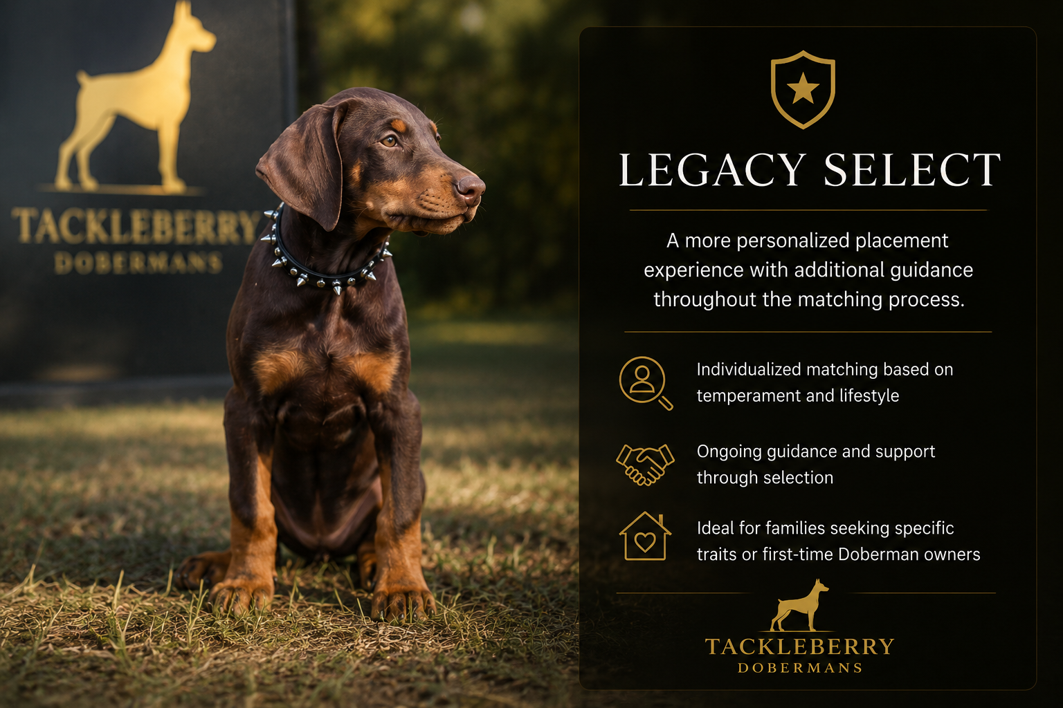 Legacy-placement-tackleberry-doberman-puppies