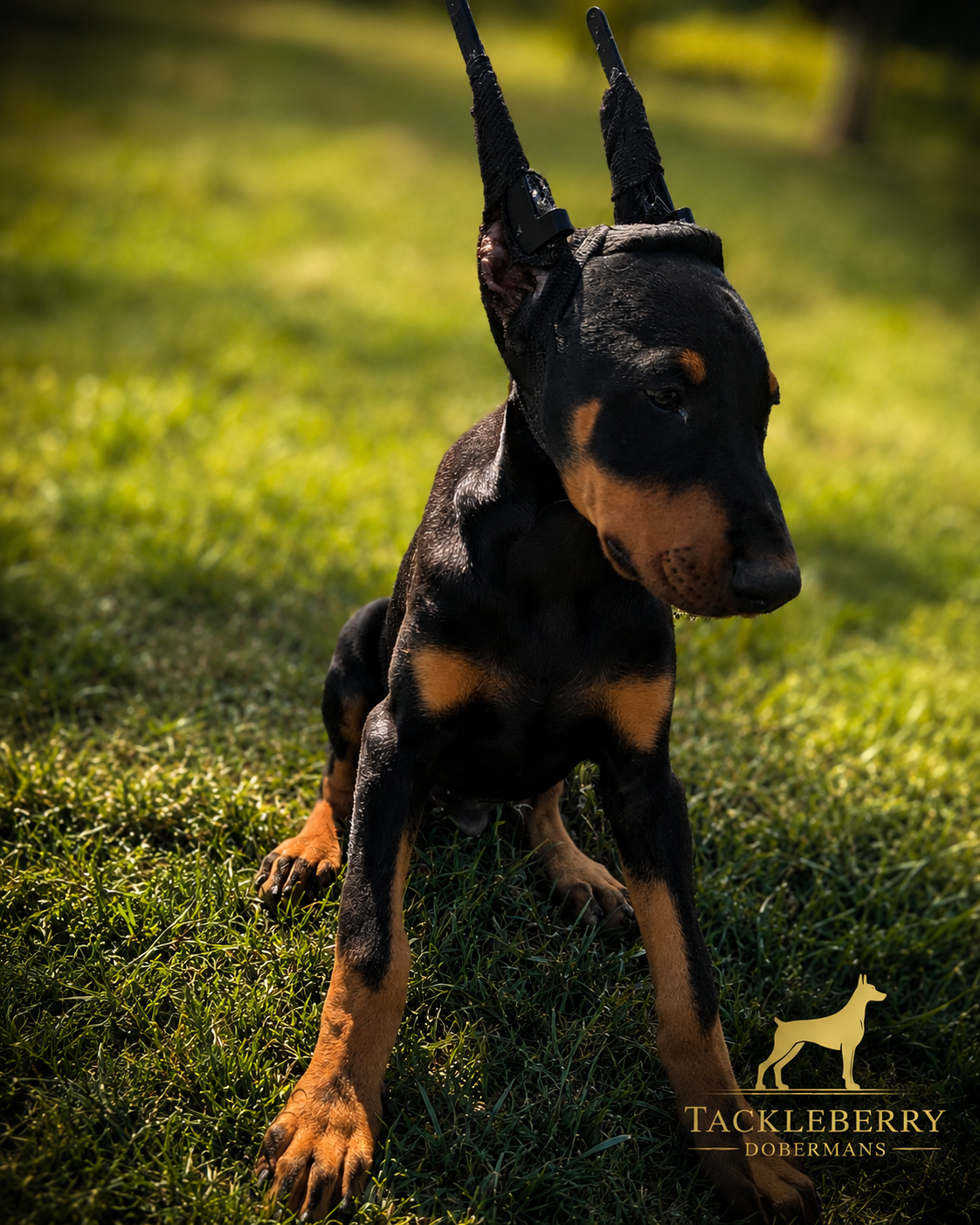 Valen-black-male-doberman-puppy-1 Valen-black-male-doberman-puppy-1