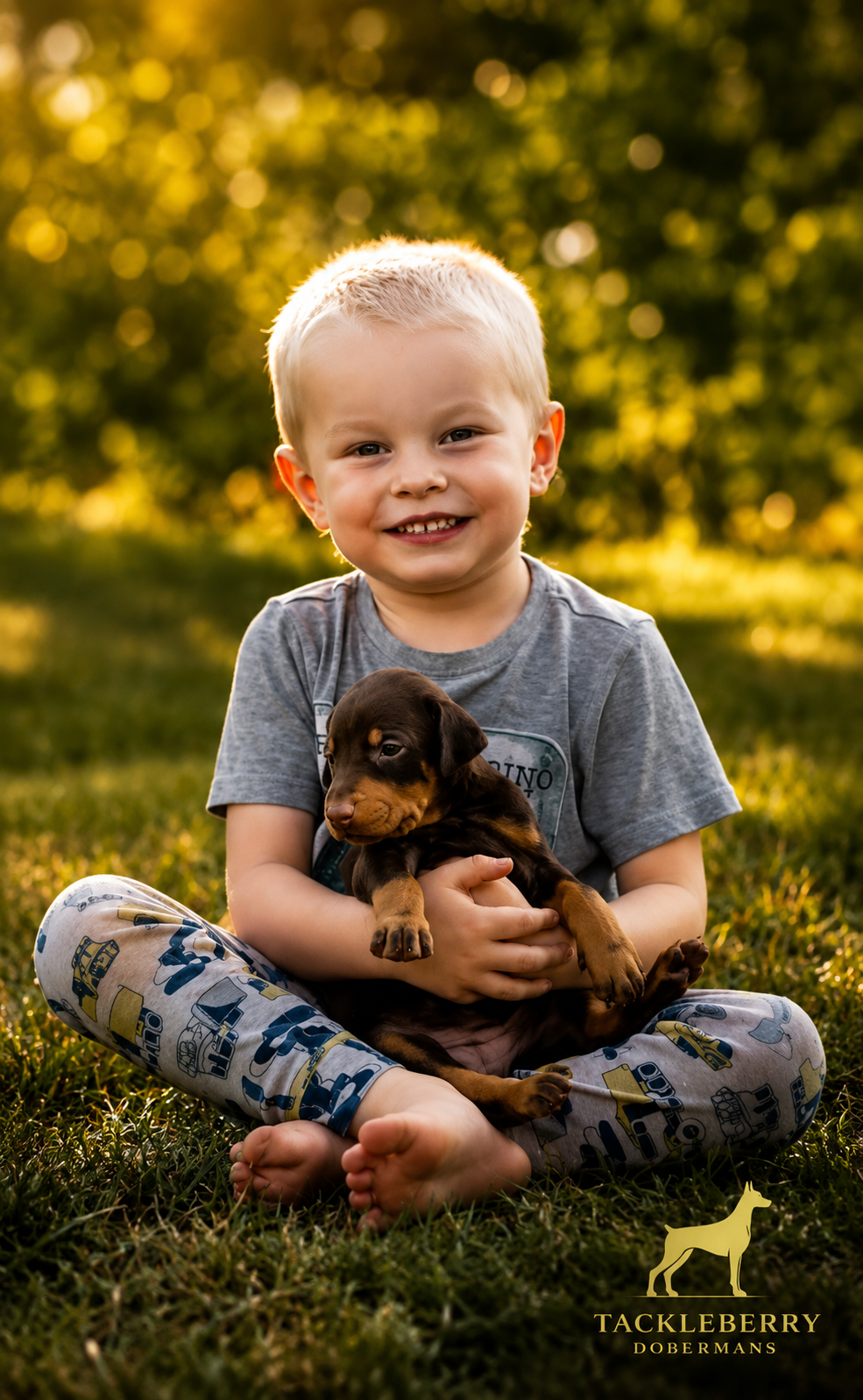 tackleberry-doberman-puppies-family-protection
