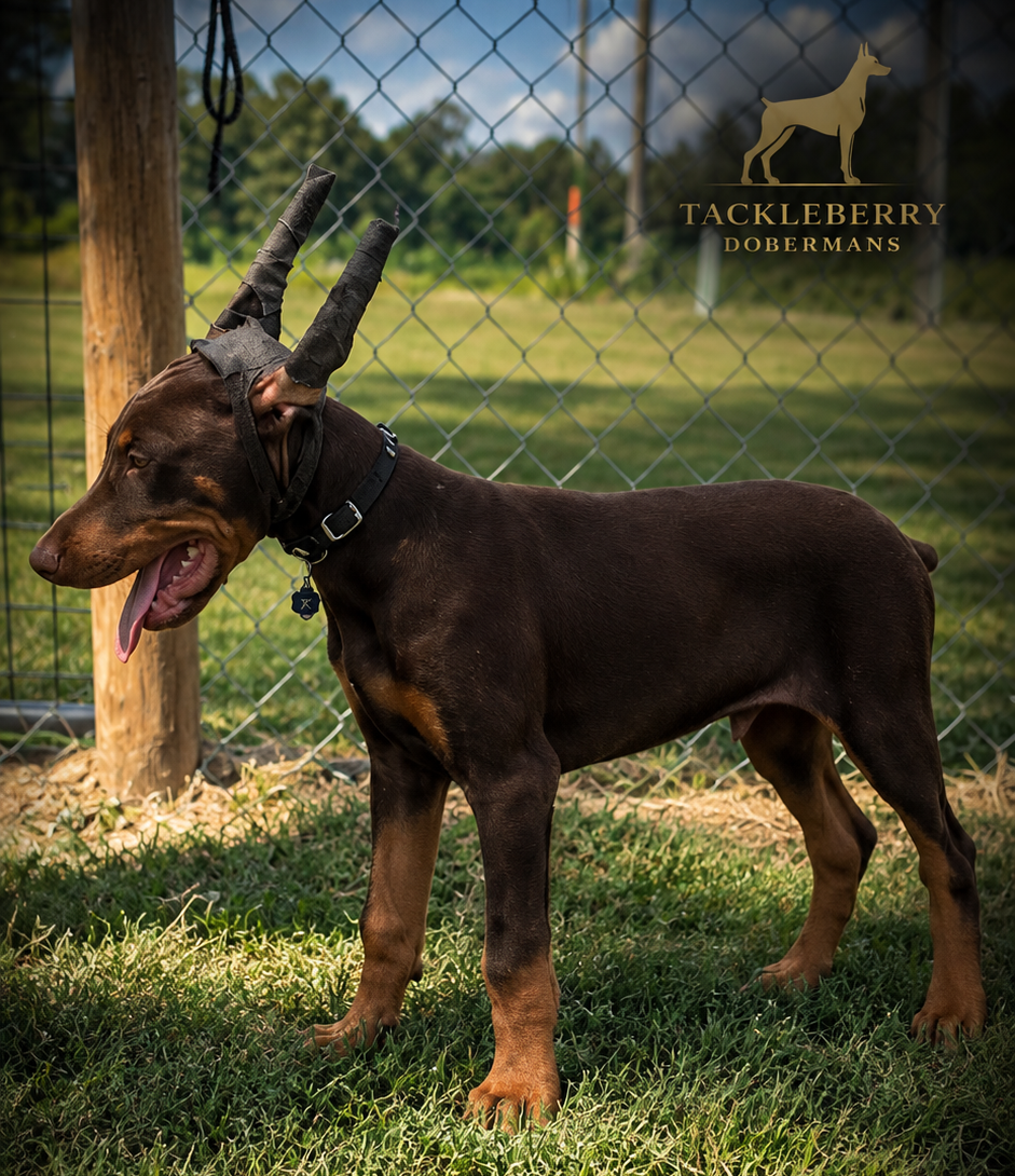 Akira-original-tackleberry-doberman