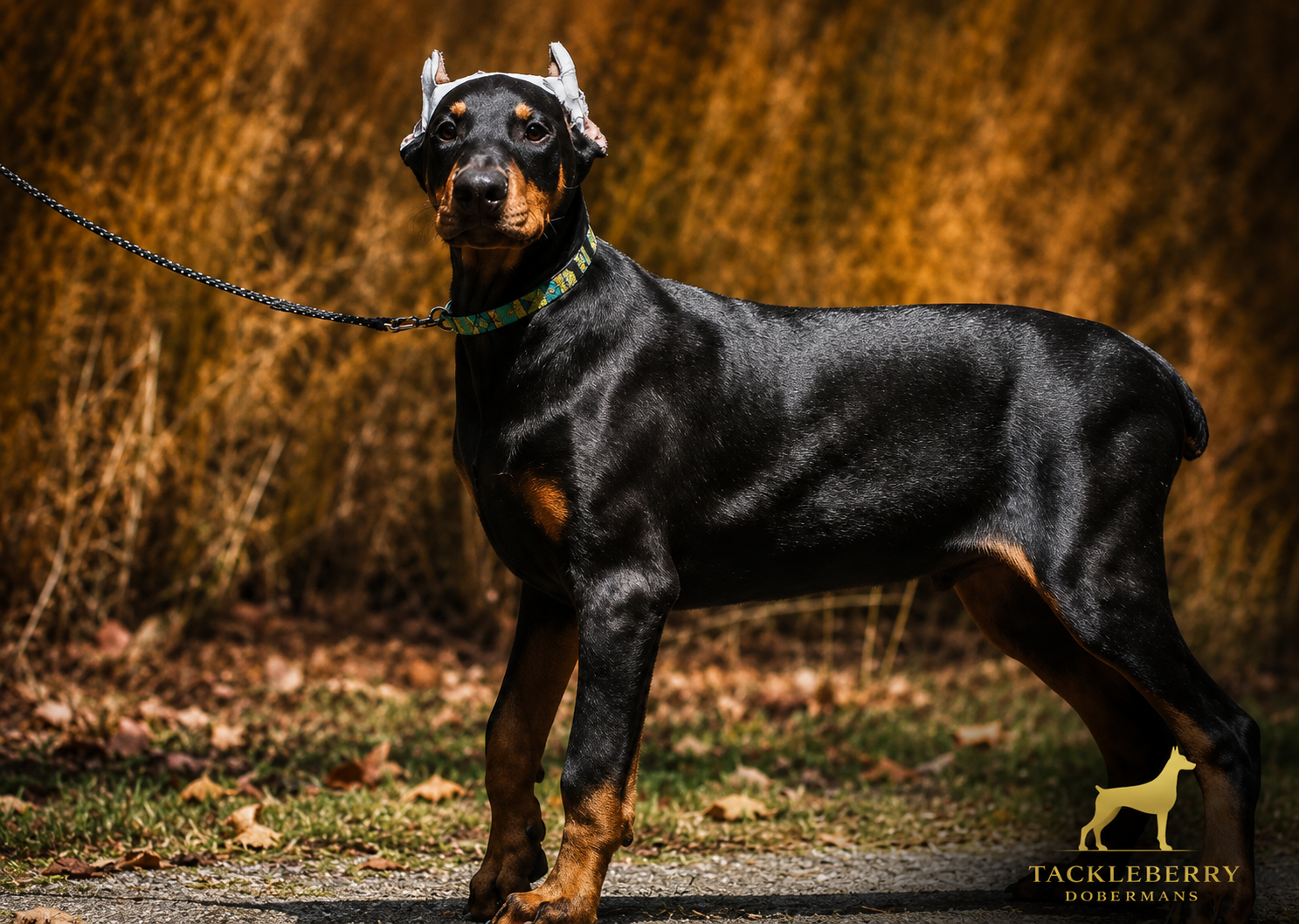 Deterrance_Tackleberry_Doberman-protection-arrow