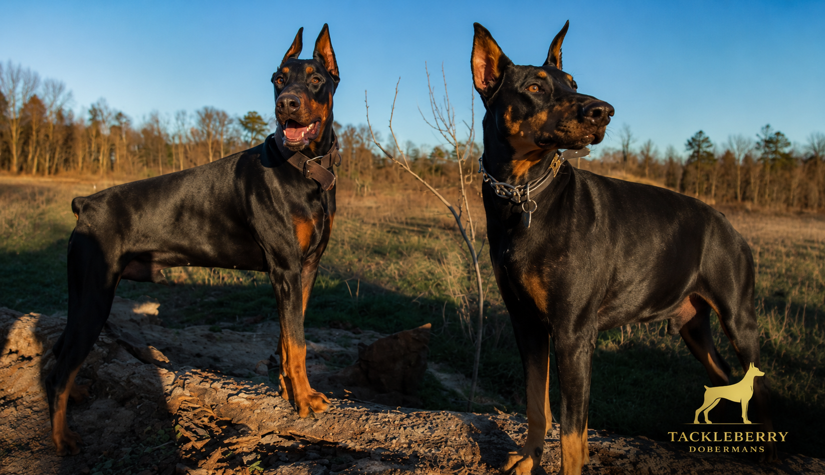 Deterrance_Tackleberry_Doberman-protection-patricia-zues