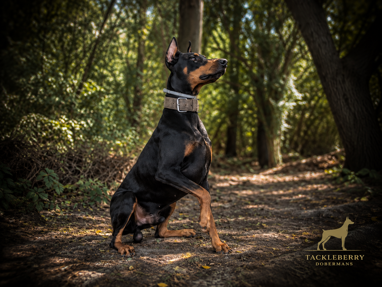 Zues-sept-4-2026-original-tackleberry-doberman