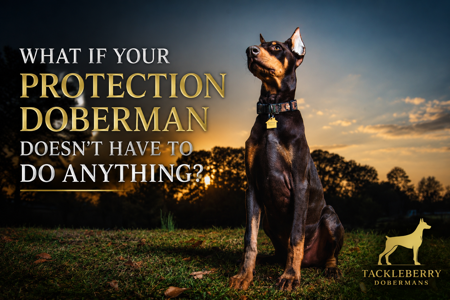 detterrant-based-protection-training-what-if-you're-protection-doberman-doesnt-have-to-do-anything