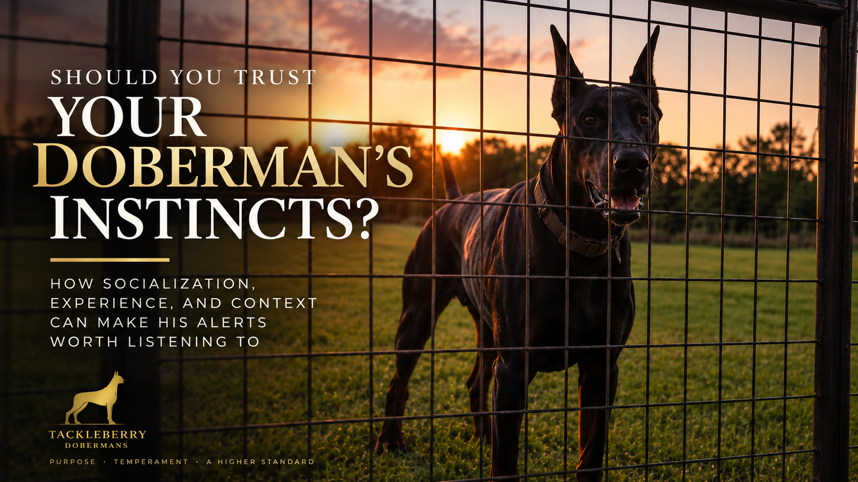dobermans-instincts