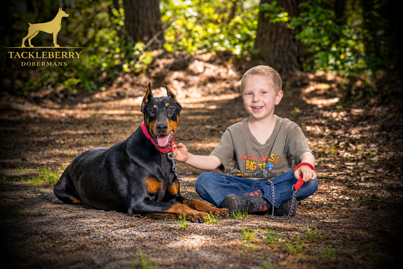 original-tackleberry-doberman-DAD-Standard original-tackleberry-doberman-DAD-Standard