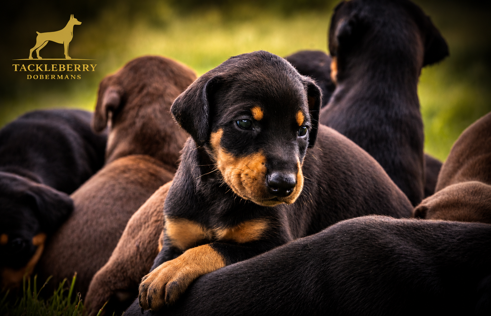 original-tackleberry-doberman-puppies original-tackleberry-doberman-puppies