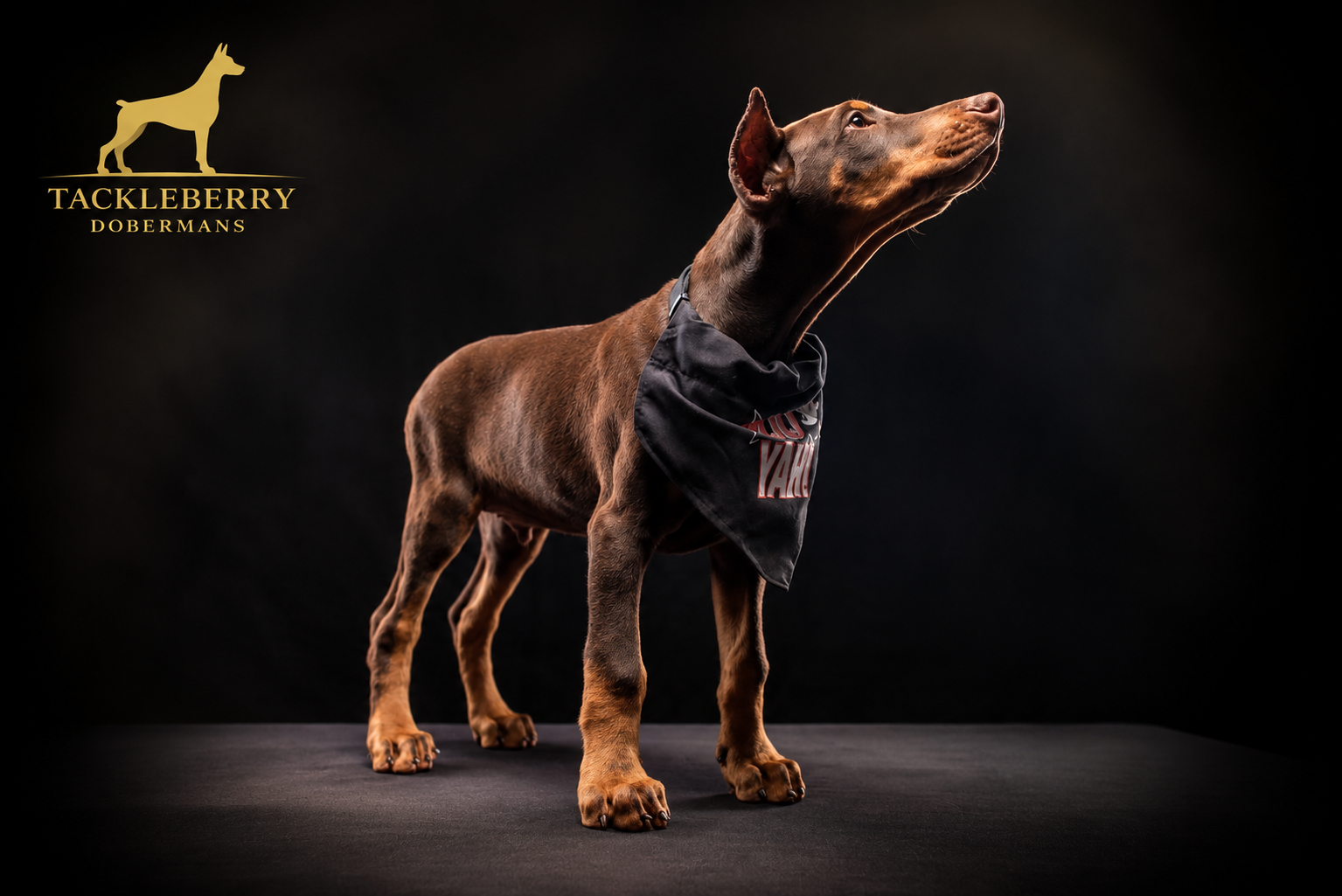 original-tackleberry-doberman-puppy original-tackleberry-doberman-puppy