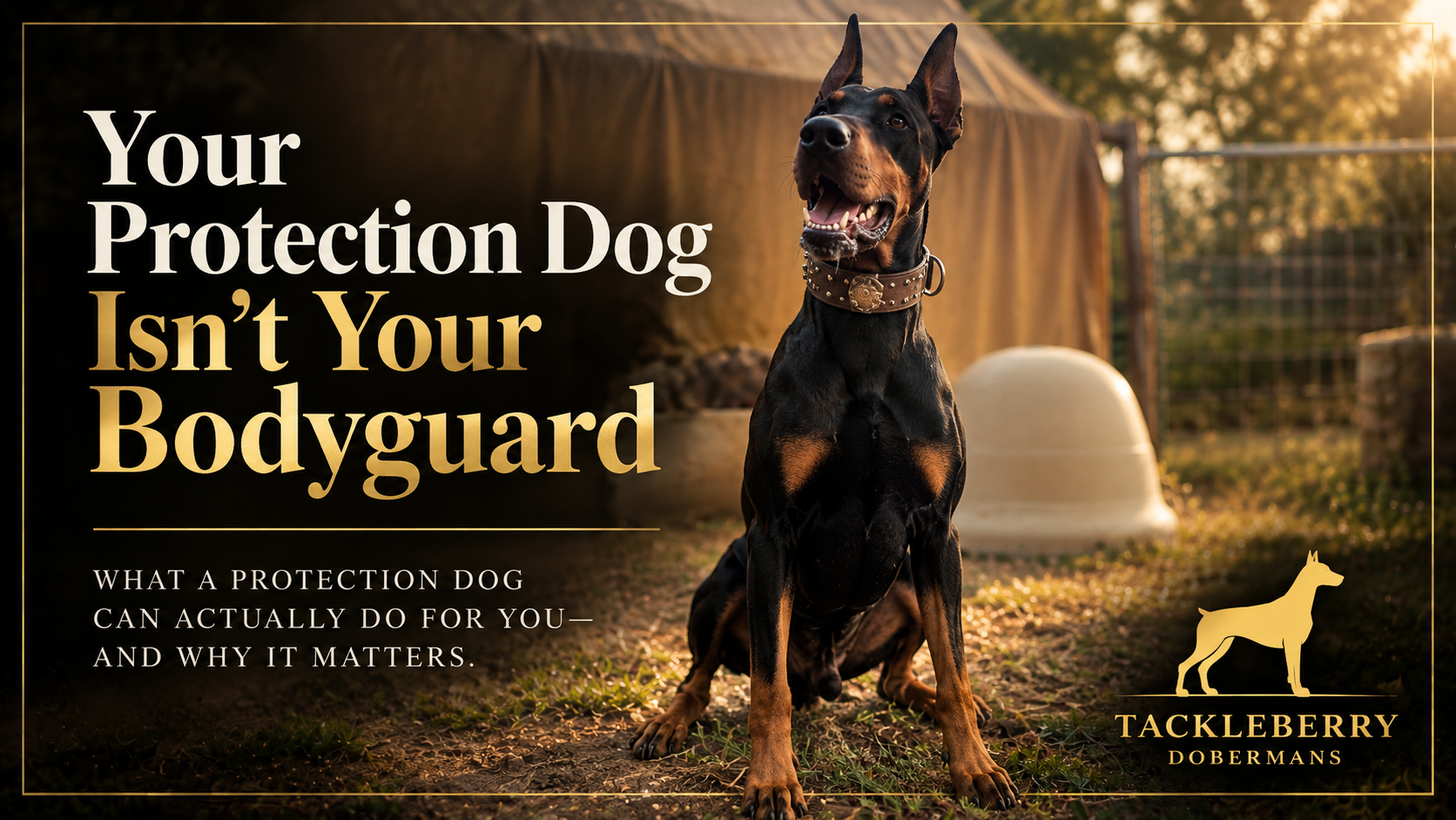 protection-dog-isnt-your-bodyguard