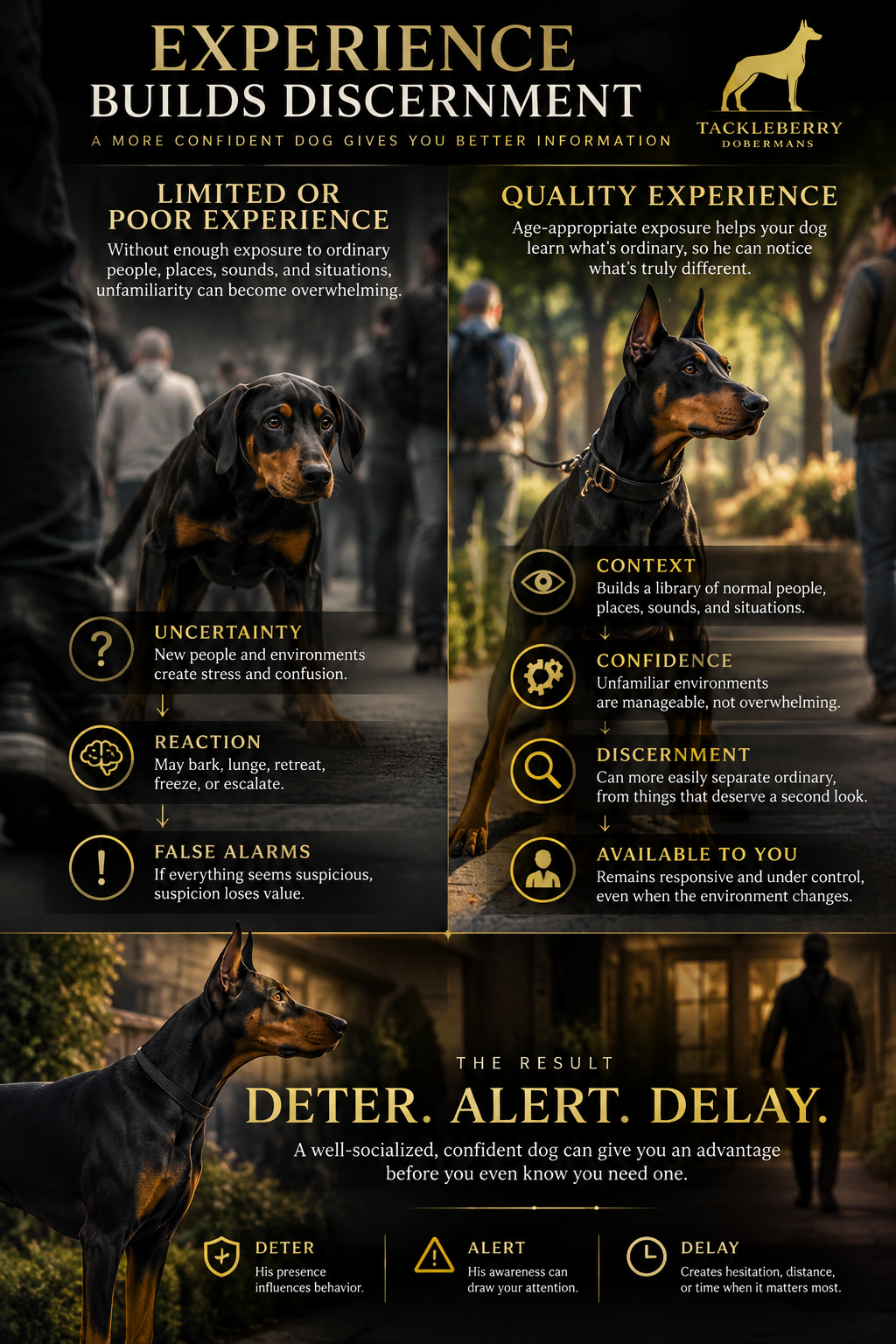 protection-dog-socialization